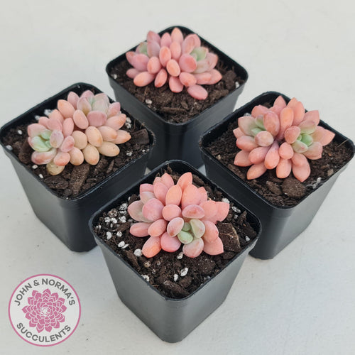 Pachyphytum 'Omega' - John & Norma's Succulents Australia