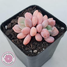 Load image into Gallery viewer, Pachyphytum &#39;Omega&#39; - John &amp; Norma&#39;s Succulents Australia
