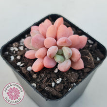 Load image into Gallery viewer, Pachyphytum &#39;Omega&#39; - John &amp; Norma&#39;s Succulents Australia
