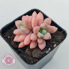 Load image into Gallery viewer, Pachyphytum &#39;Omega&#39; - John &amp; Norma&#39;s Succulents Australia
