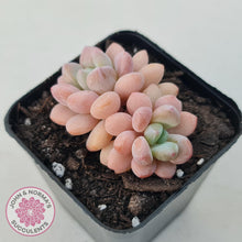 Load image into Gallery viewer, Pachyphytum &#39;Omega&#39; - John &amp; Norma&#39;s Succulents Australia
