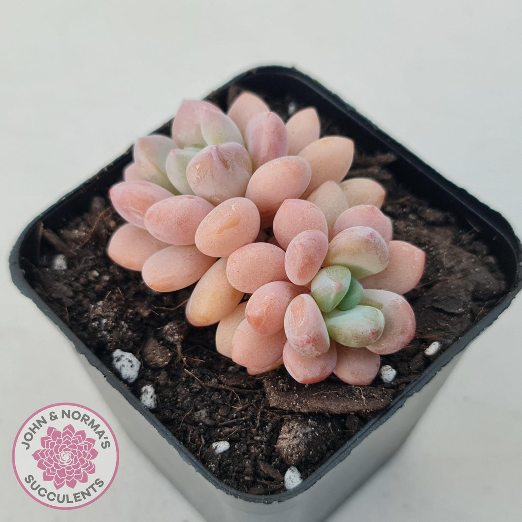 Pachyphytum 'Omega' - John & Norma's Succulents Australia