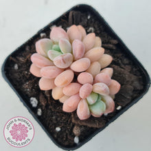 Load image into Gallery viewer, Pachyphytum &#39;Omega&#39; - John &amp; Norma&#39;s Succulents Australia
