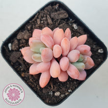 Load image into Gallery viewer, Pachyphytum &#39;Omega&#39; - John &amp; Norma&#39;s Succulents Australia
