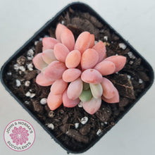 Load image into Gallery viewer, Pachyphytum &#39;Omega&#39; - John &amp; Norma&#39;s Succulents Australia
