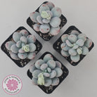 Pachyphytum oviferum 'Cheese'