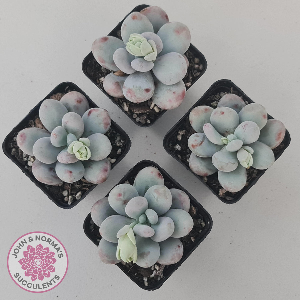 Pachyphytum oviferum 'Cheese'
