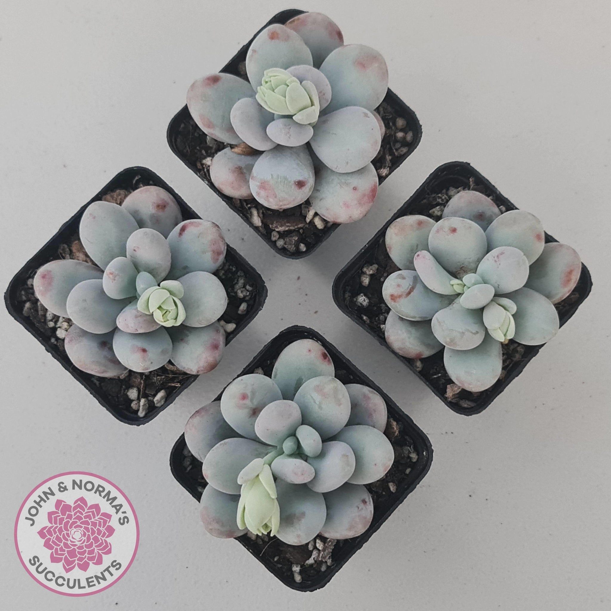 cheese succulent Buy Pachyphytum oviferum 'Cheese' Australia