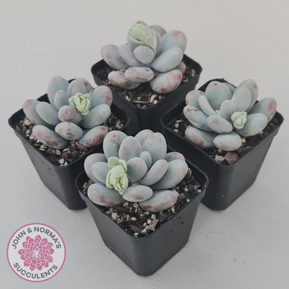 Pachyphytum oviferum 'Cheese'