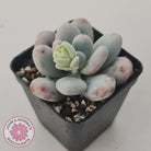 Pachyphytum oviferum 'Cheese'