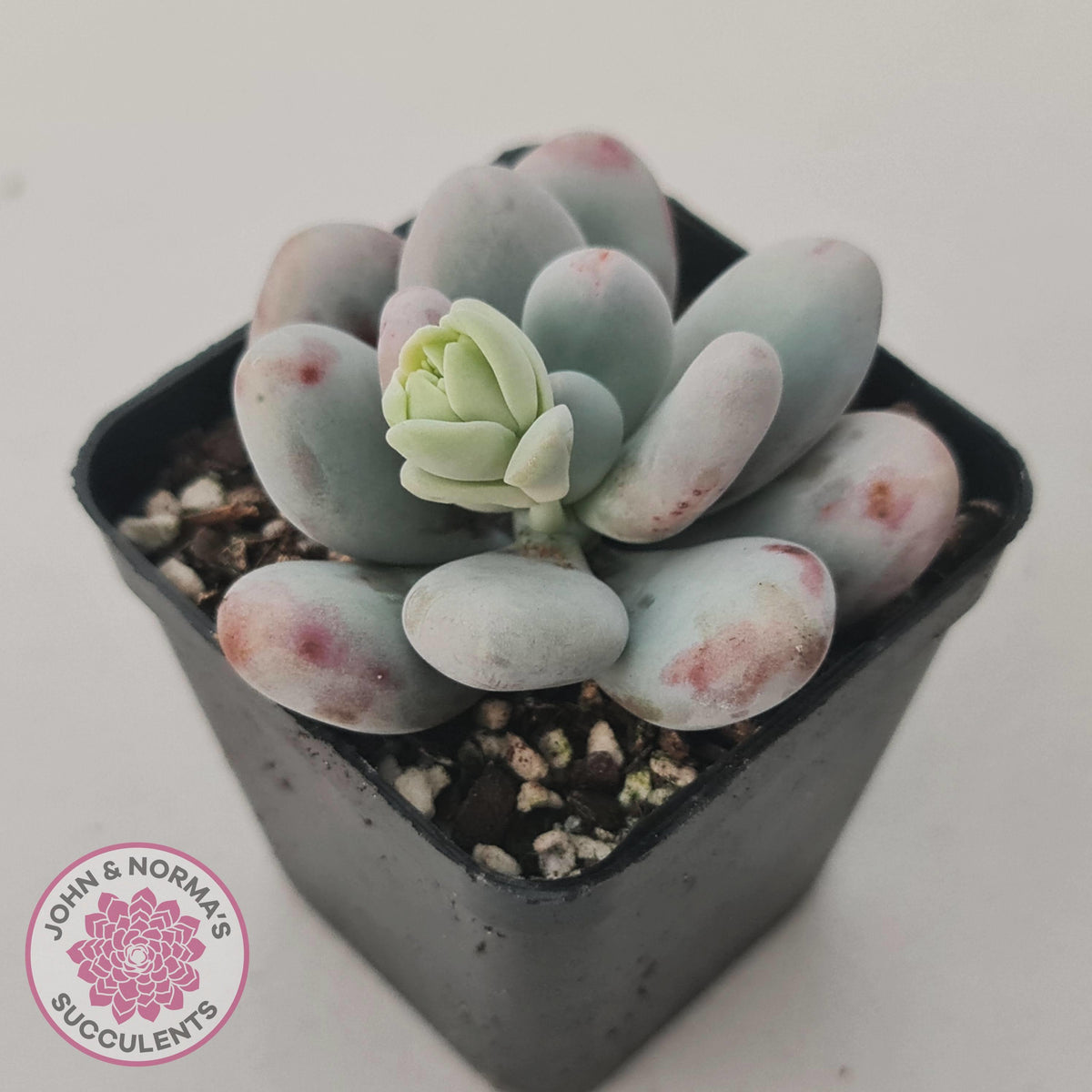 Pachyphytum oviferum 'Cheese'