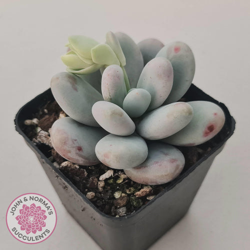 Pachyphytum oviferum 'Cheese' - John & Norma's Succulents Australia