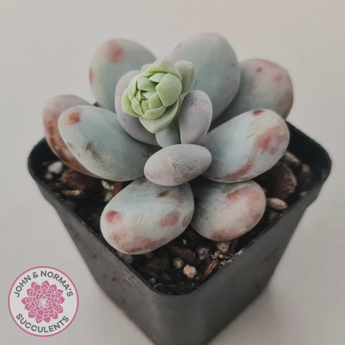 Pachyphytum oviferum 'Cheese'
