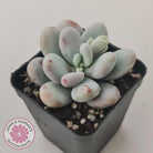 Pachyphytum oviferum 'Cheese'