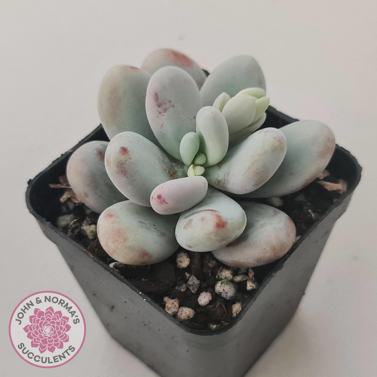 Pachyphytum oviferum 'Cheese'