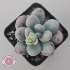 Pachyphytum oviferum 'Cheese'