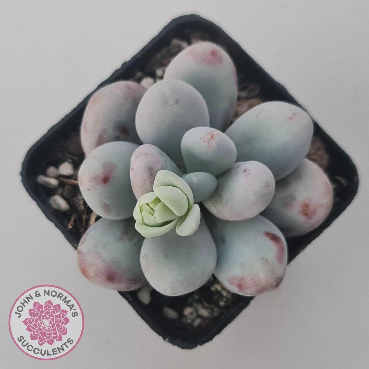 Pachyphytum oviferum 'Cheese'