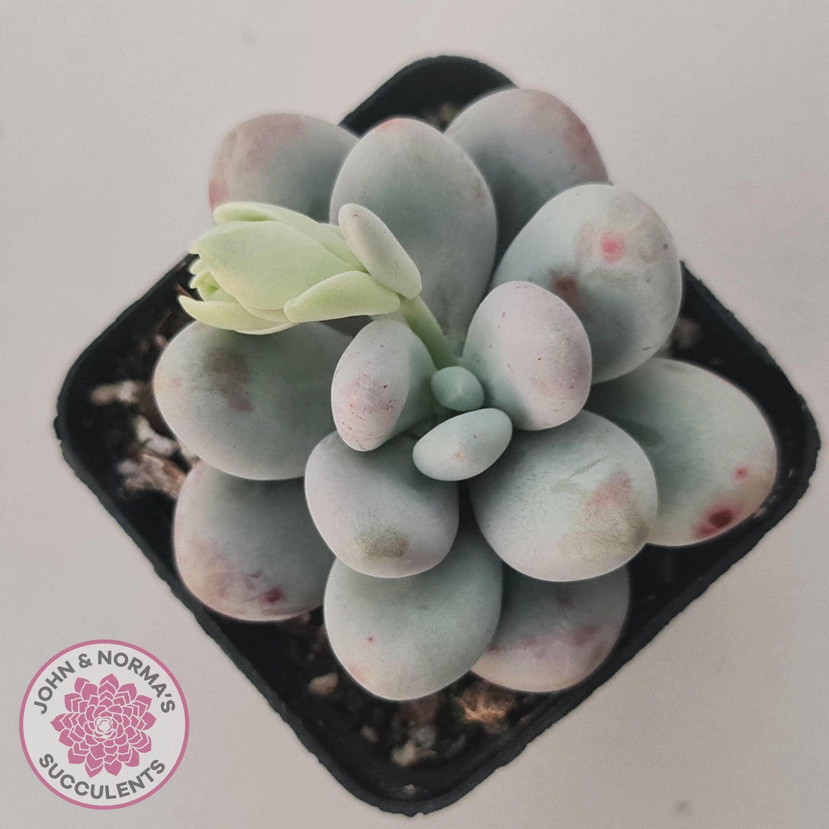 Pachyphytum oviferum 'Cheese'