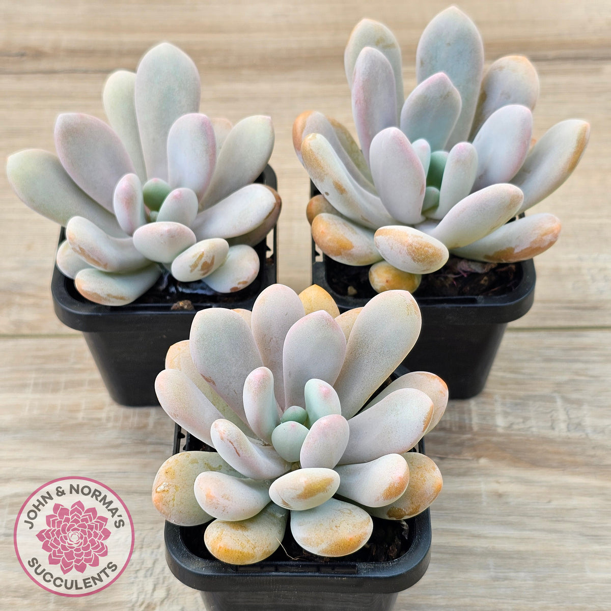 Pachyphytum 'Pink Bunny'