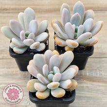 Load image into Gallery viewer, Pachyphytum 'Pink Bunny'
