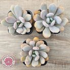 Pachyphytum 'Pink Bunny'