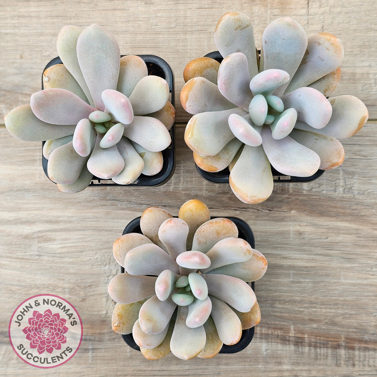 Pachyphytum 'Pink Bunny'