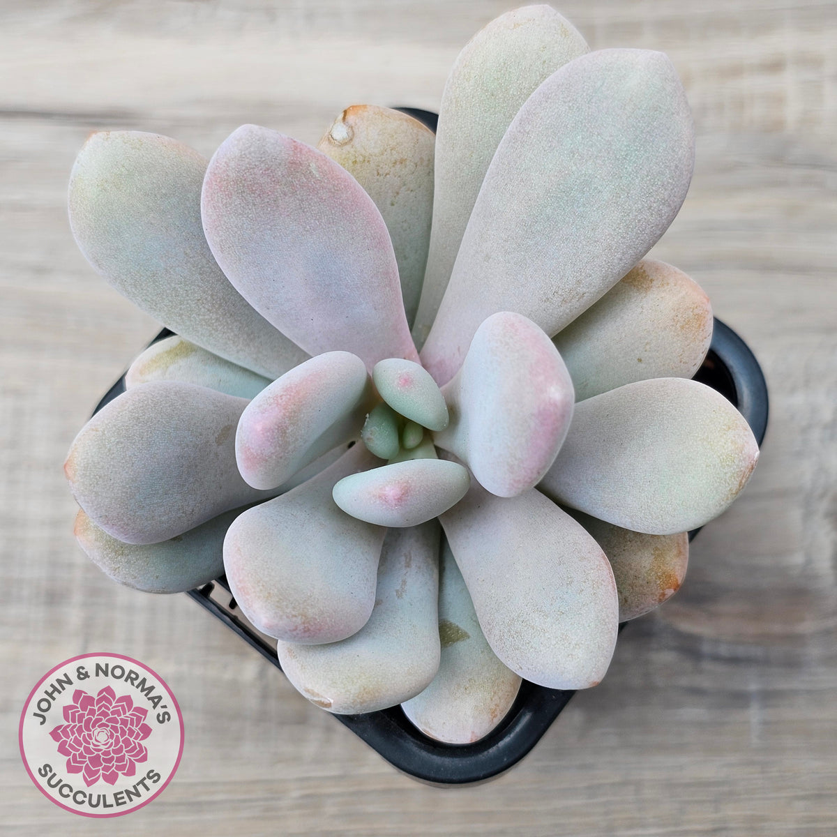 Pachyphytum 'Pink Bunny'