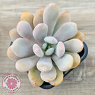 Pachyphytum 'Pink Bunny'