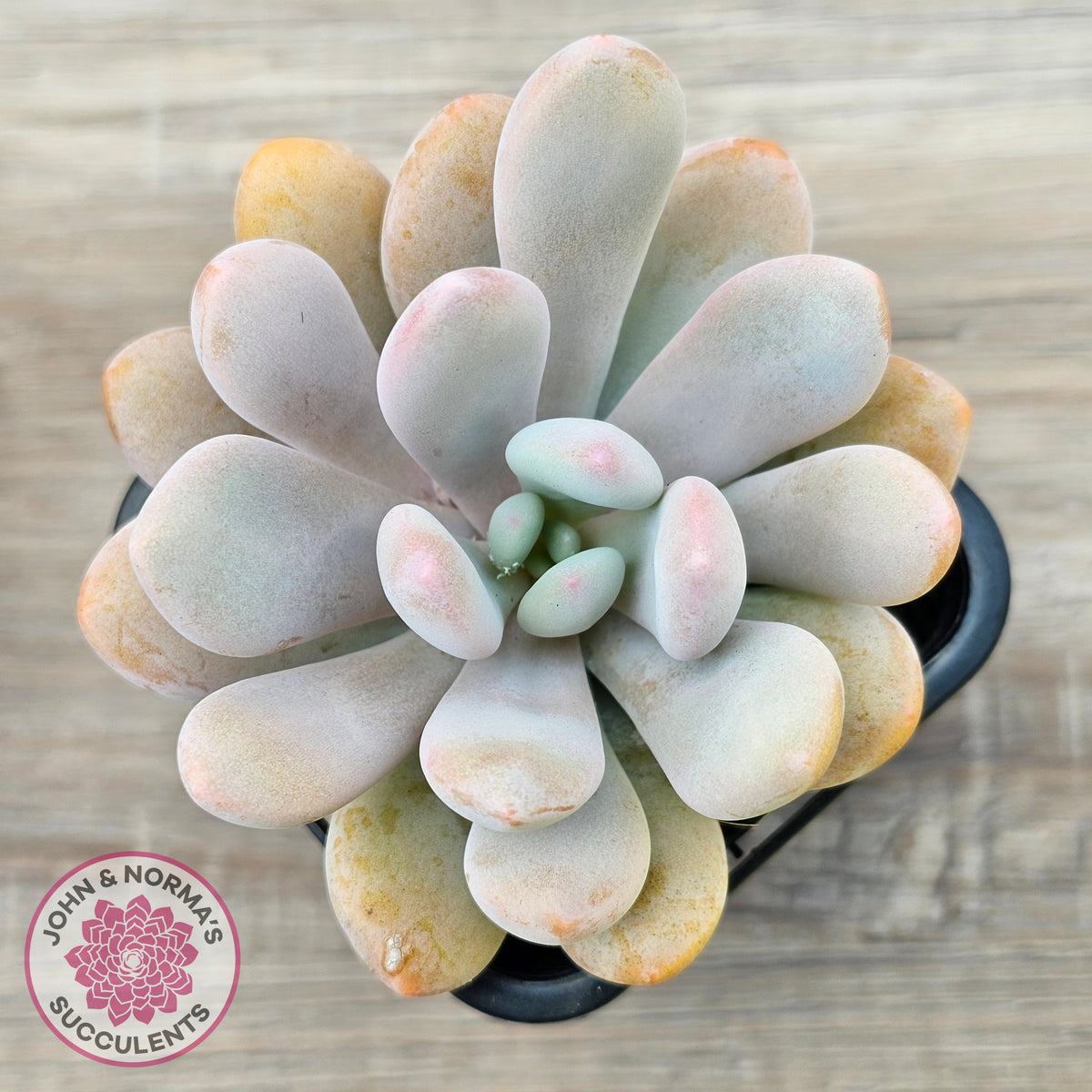 Pachyphytum 'Pink Bunny'