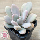 Pachyphytum 'Pink Bunny'