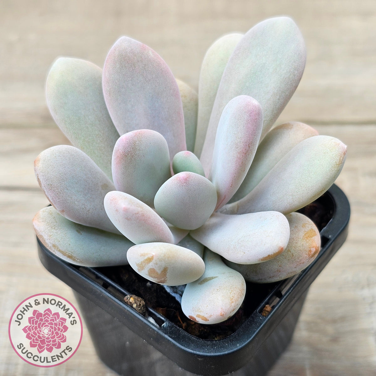 Pachyphytum 'Pink Bunny'