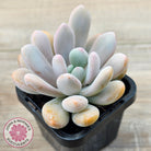 Pachyphytum 'Pink Bunny'