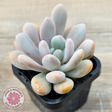 Load image into Gallery viewer, Pachyphytum 'Pink Bunny'
