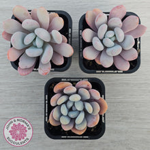 Load image into Gallery viewer, Pachyphytum 'Pink Bunny'
