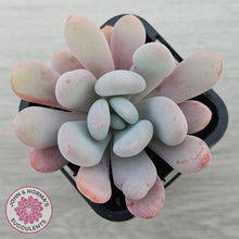 Load image into Gallery viewer, Pachyphytum 'Pink Bunny'

