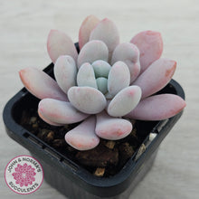 Load image into Gallery viewer, Pachyphytum 'Pink Bunny'
