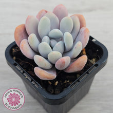 Load image into Gallery viewer, Pachyphytum 'Pink Bunny'
