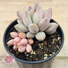 Pachyveria 'Red Dragonfly'