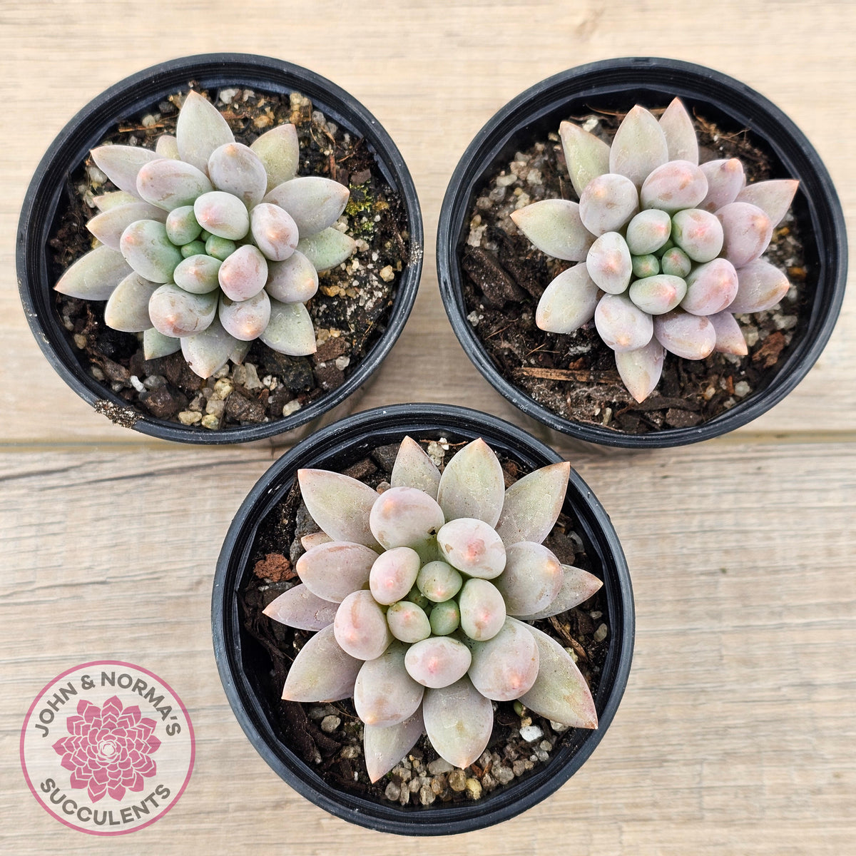 Pachyveria 'Red Dragonfly'