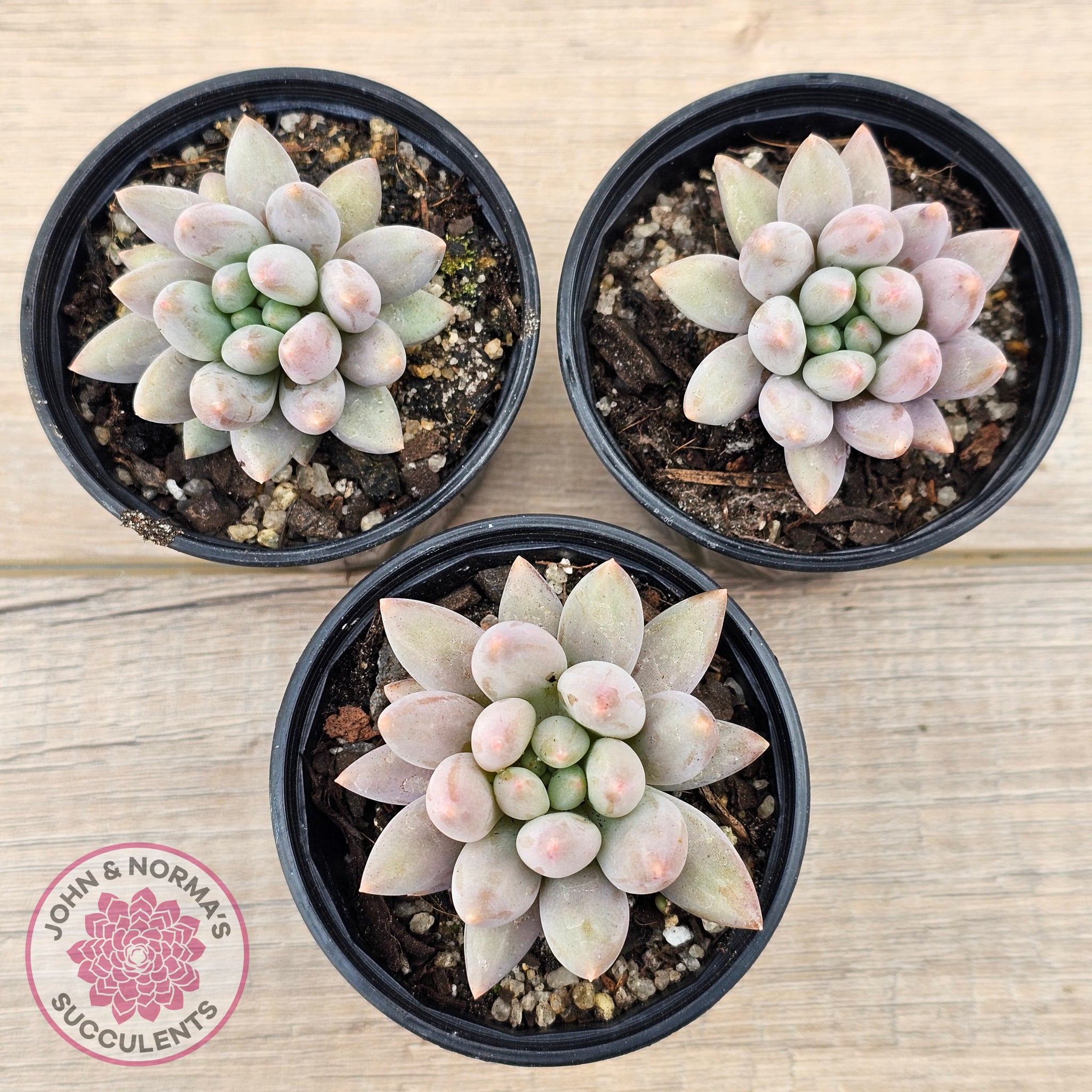 dragonfly succulent Buy Pachyveria 'Red Dragonfly' Australia