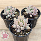 Pachyveria 'Red Dragonfly'