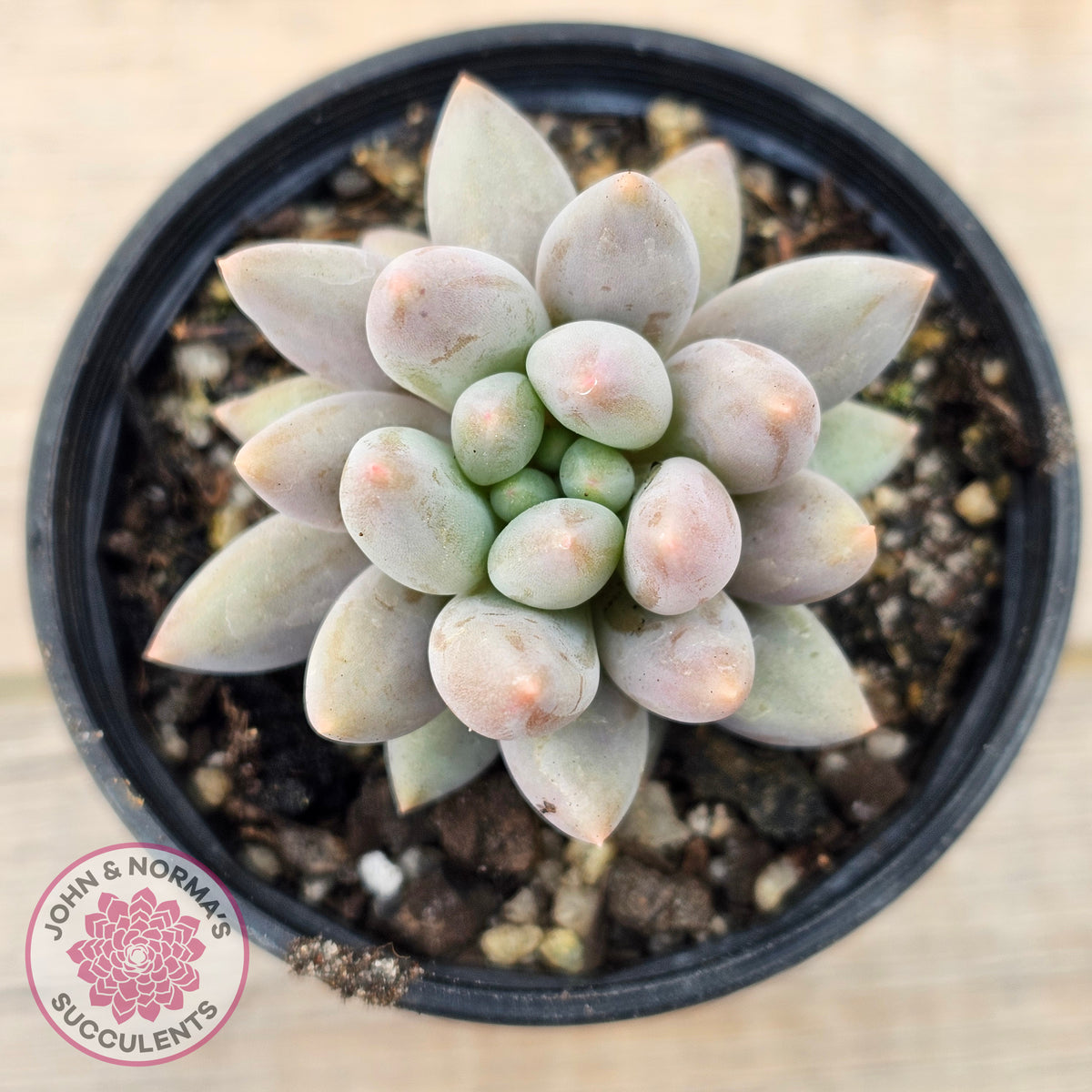 Pachyveria 'Red Dragonfly'
