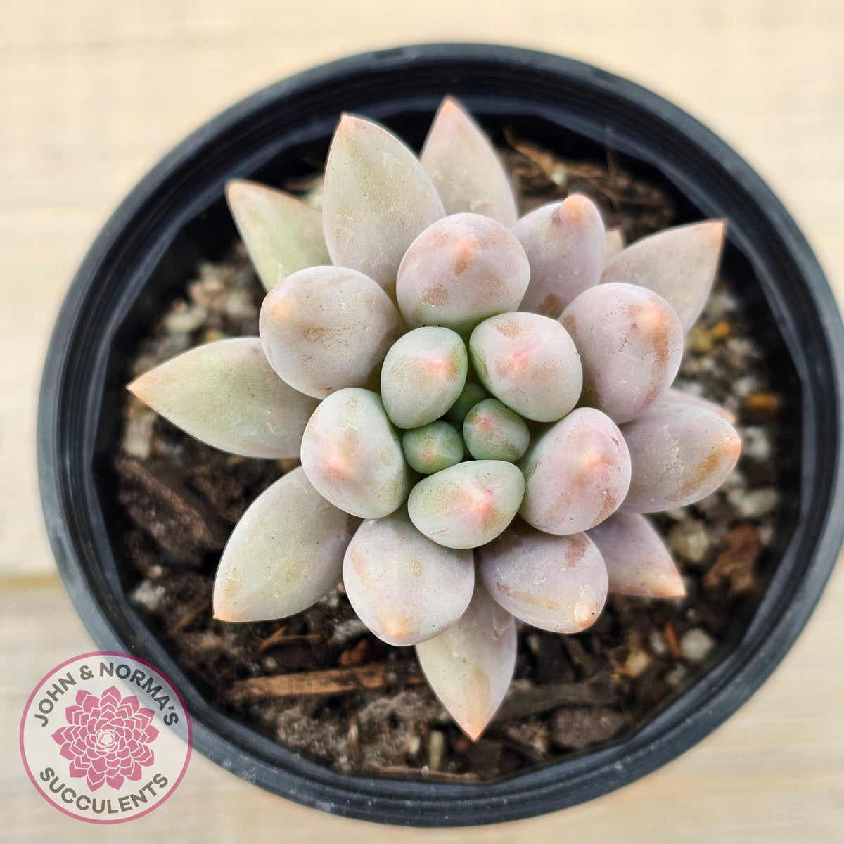 Pachyveria 'Red Dragonfly'