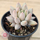 Pachyveria 'Red Dragonfly'