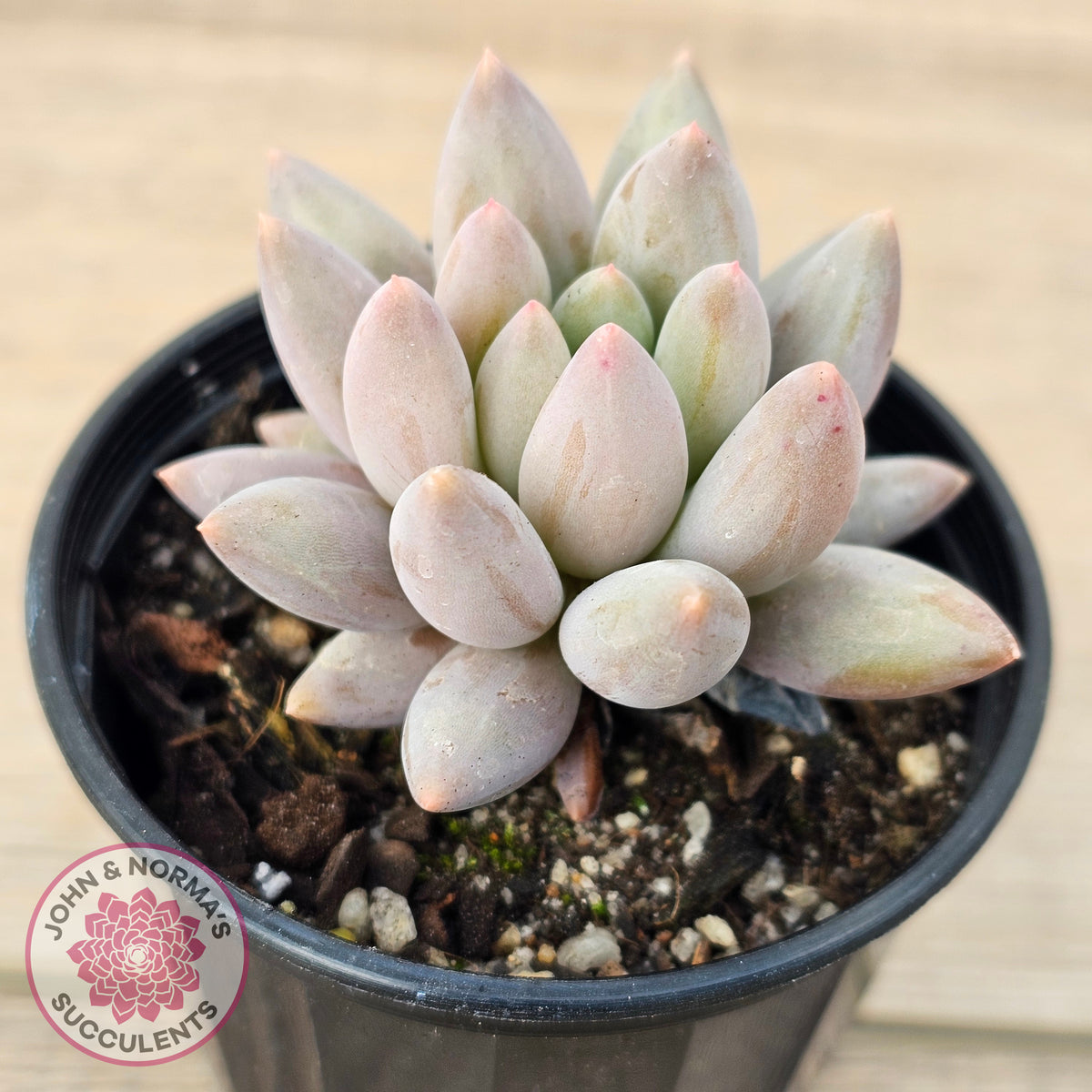 Pachyveria 'Red Dragonfly'