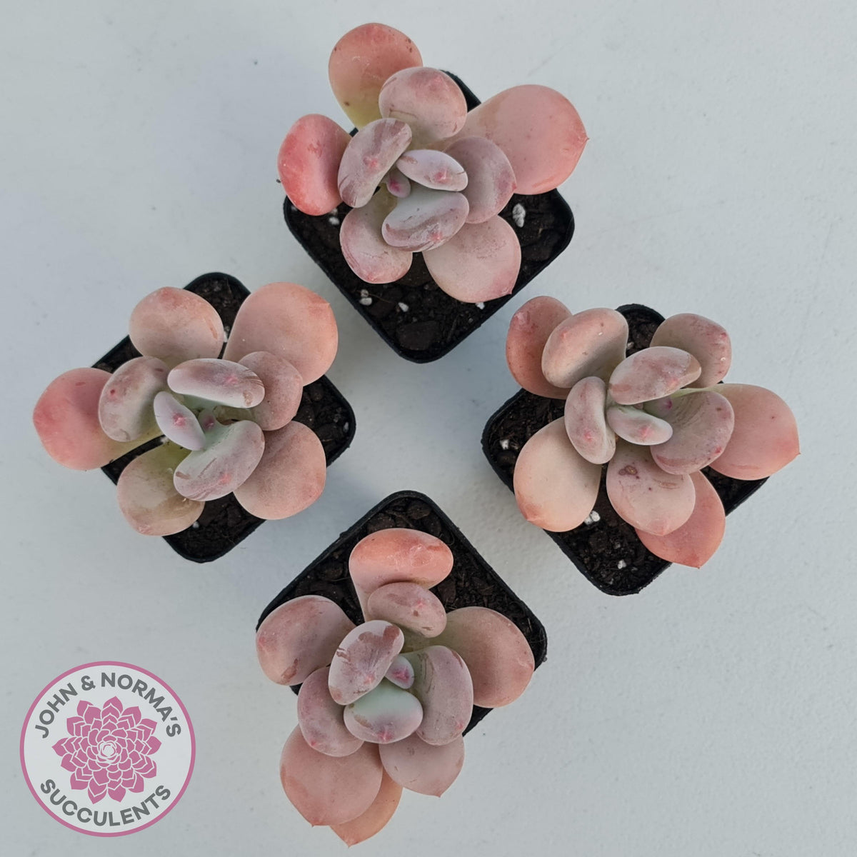 Pachyphytum 'Trumpet' Fat Leaf