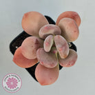Pachyphytum 'Trumpet' Fat Leaf