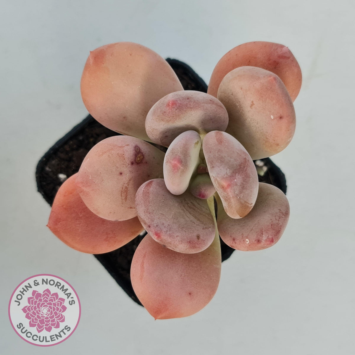 Pachyphytum 'Trumpet' Fat Leaf