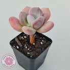 Pachyphytum 'Trumpet' Fat Leaf