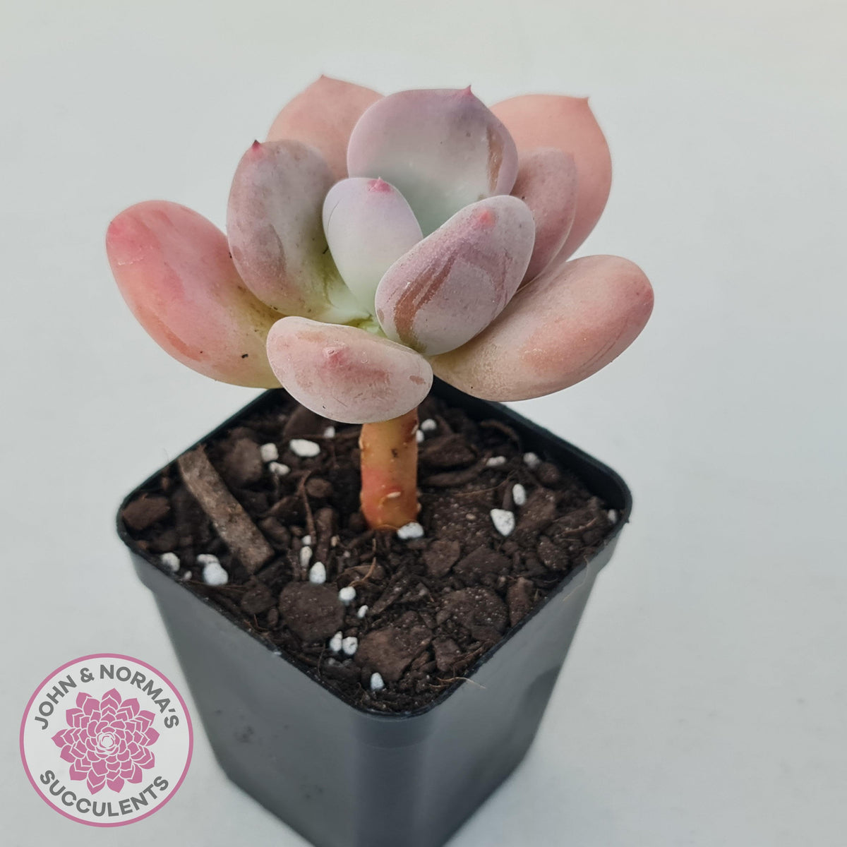 Pachyphytum 'Trumpet' Fat Leaf